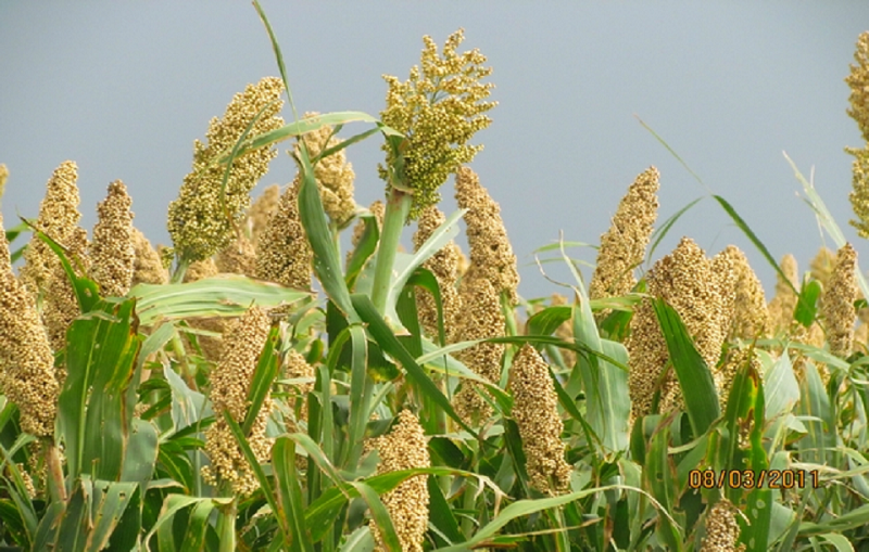 Renforcement de l’agriculture et de l’élevage : La Banque mondiale approuve un crédit de 90 milliards de FCFA pour le Sénégal