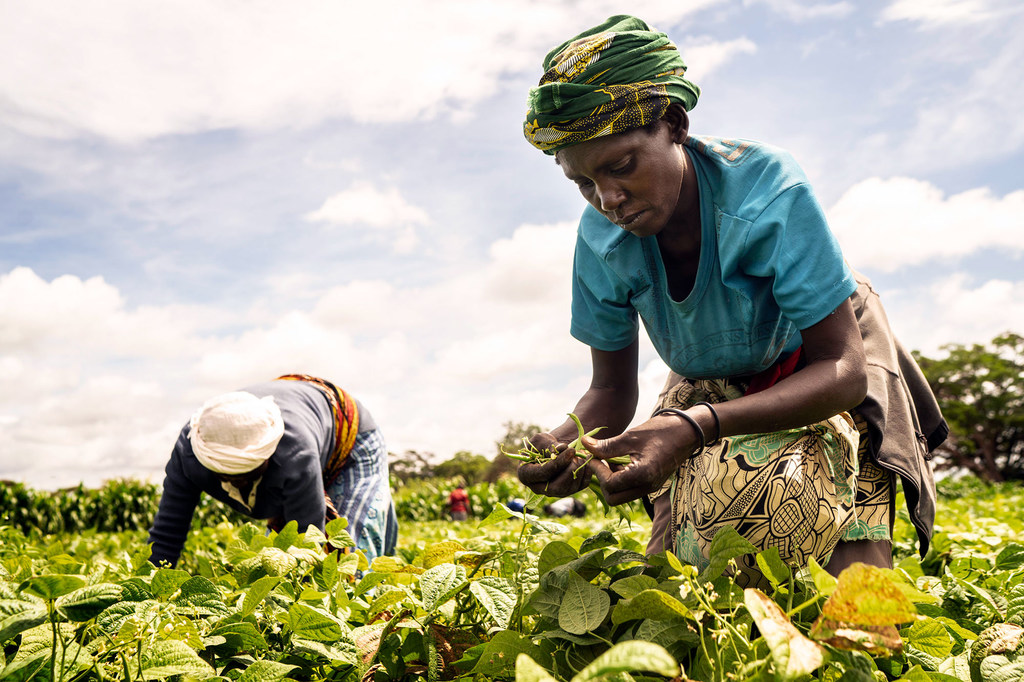 FAO/Fredrik Lerneryd Des femmes récoltent des haricots verts dans une ferme à Taveta, au Kenya.