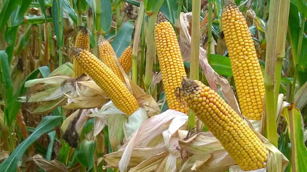 Cours mondiaux des matières premières : Chute des prix du riz, du blé et du maïs en mai 2020 Cours mondiaux des matières premières : Chute des prix du riz, du blé et du maïs en mai 2020