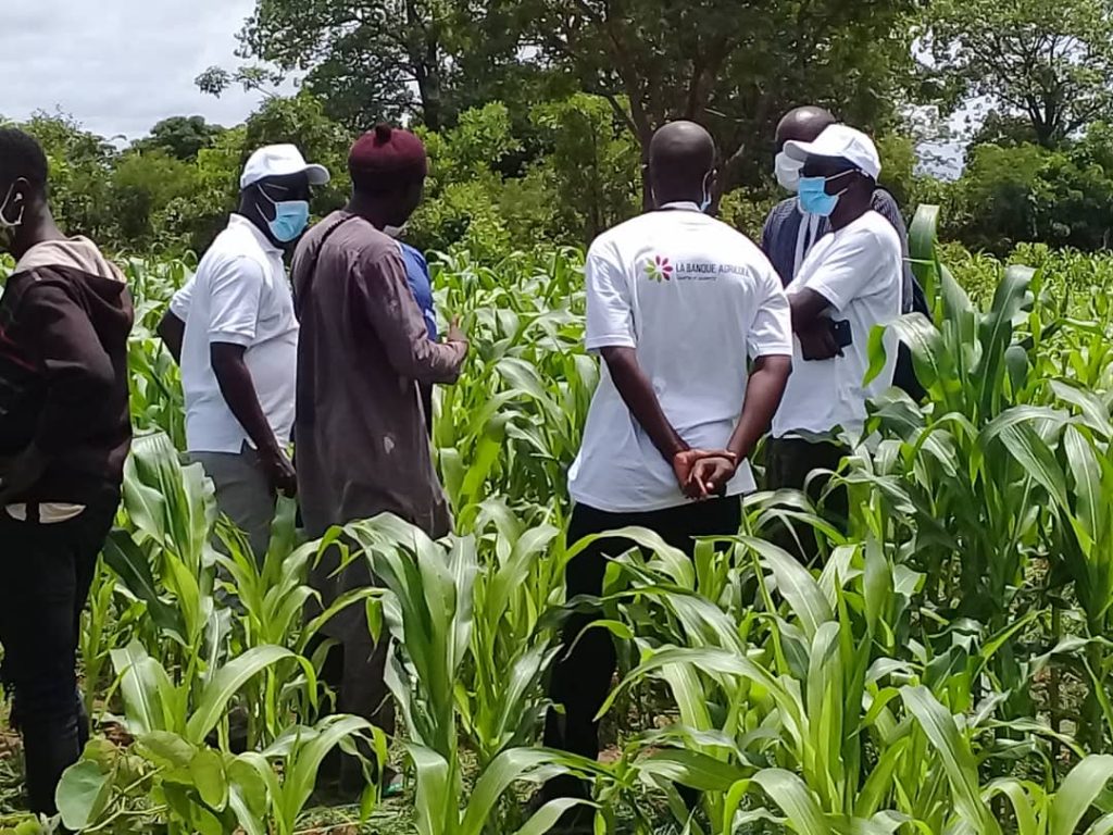 TAMBACOUNDA–Filière céréalière: La Banque agricole injecte 650 millions