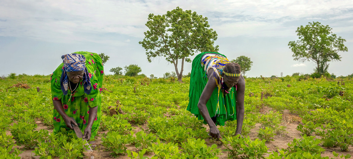 PAM/Giulio d'Adamo Dfemmes travaillent dans un champ de l'État de Jubek, au Soudan du Sud, où le Programme alimentaire mondial promeut une agriculture durable pour renforcer les revenus et les moyens de subsistance.