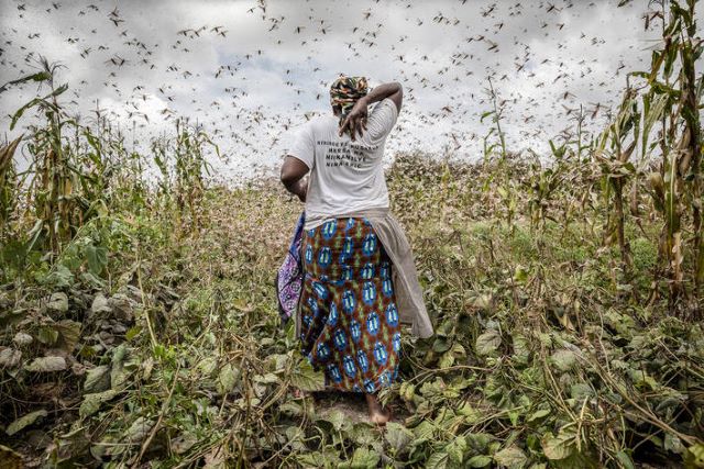 Lutte contre le criquet pèlerin en Afrique de l’Ouest et au Sahel : La République de Corée apporte une contribution de 1 million dollar Us