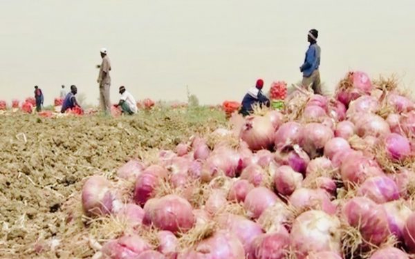 Construction d’une usine de déshydratation d’oignons au Sénégal : L’Ifc et l’Aatif mettent 13 millions d’euros sur 760 hectares à Saint-Louis