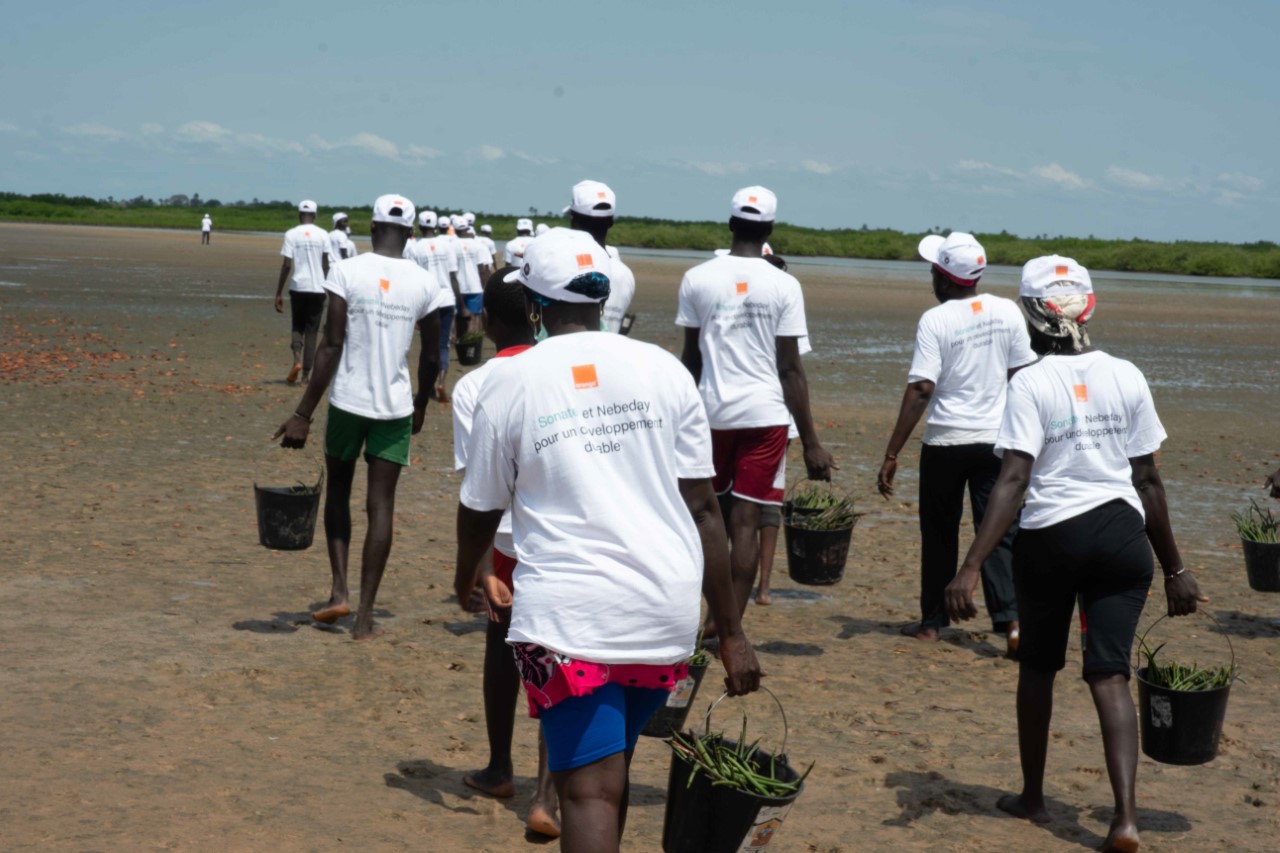 Contre le réchauffement climatique et ses conséquences néfastes sur l’environnement : La Sonatel plante 30 000 propagules à Palmarin et à Joal Contre le réchauffement climatique et ses conséquences néfastes sur l’environnement : La Sonatel plante 30 000 propagules à Palmarin et à Joal