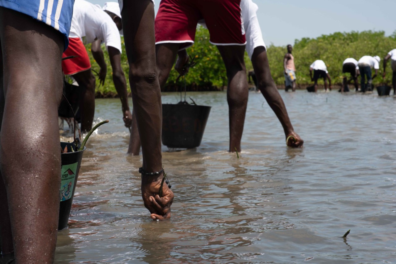 Contre le réchauffement climatique et ses conséquences néfastes sur l’environnement : La Sonatel plante 30 000 propagules à Palmarin et à Joal Contre le réchauffement climatique et ses conséquences néfastes sur l’environnement : La Sonatel plante 30 000 propagules à Palmarin et à Joal