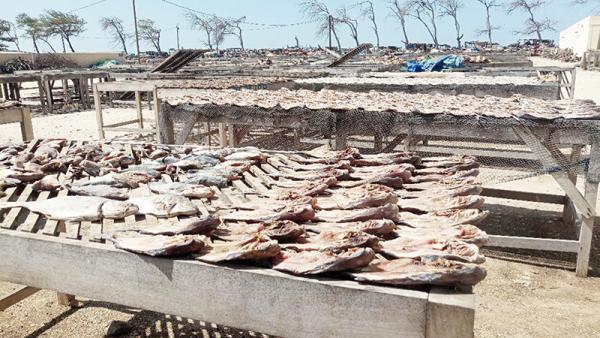 Sénégal : Hausse de l’activité du secteur primaire au mois de novembre Sénégal : Hausse de l’activité du secteur primaire au mois de novembre