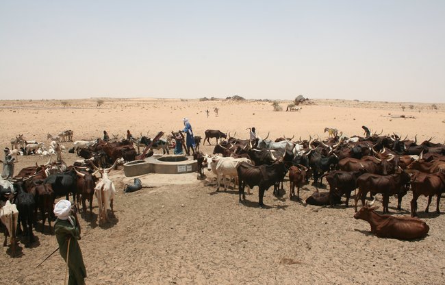 Sahel :  Un demi-million de paysans et d’éleveurs ont été soutenus par l’Alliance Sahel et ses partenaires
