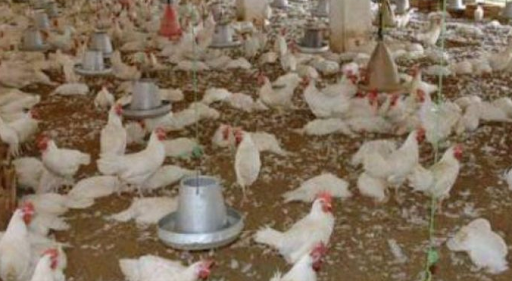 Lutte contre la souche de l’influenza aviaire : La Fao et l’Usaid appuient le Sénégal
