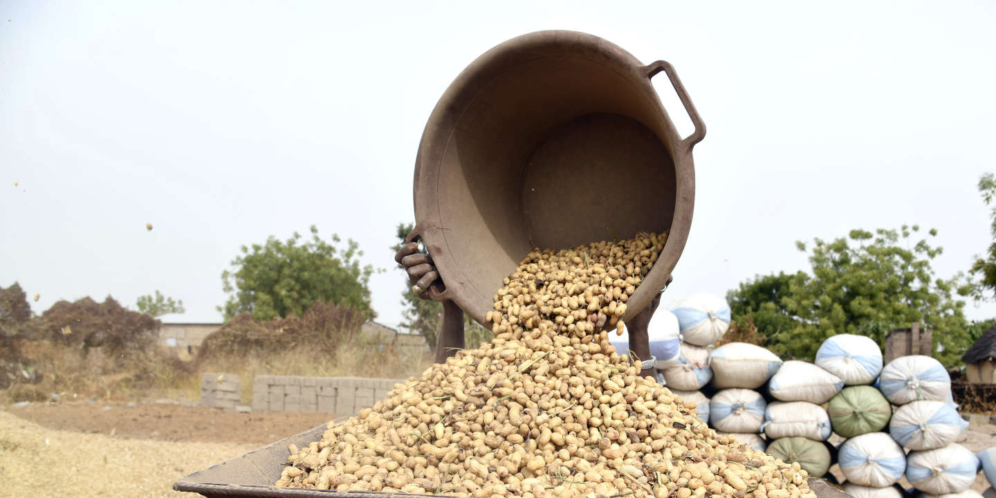 Commercialisation de l’arachide : Les recommandations du Conseil national du crédit