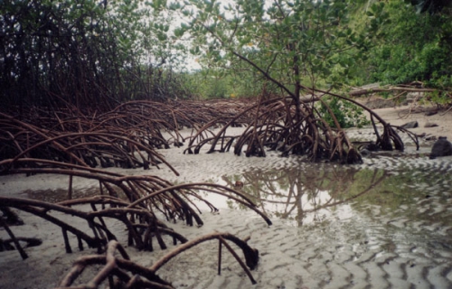 Un projet de 100 mille hectares de mangrove en gestation en Casamance Un projet de 100 mille hectares de mangrove en gestation en Casamance