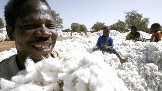 Uemoa : Les exportations de coton ont atteint 856,5 milliards en 2020