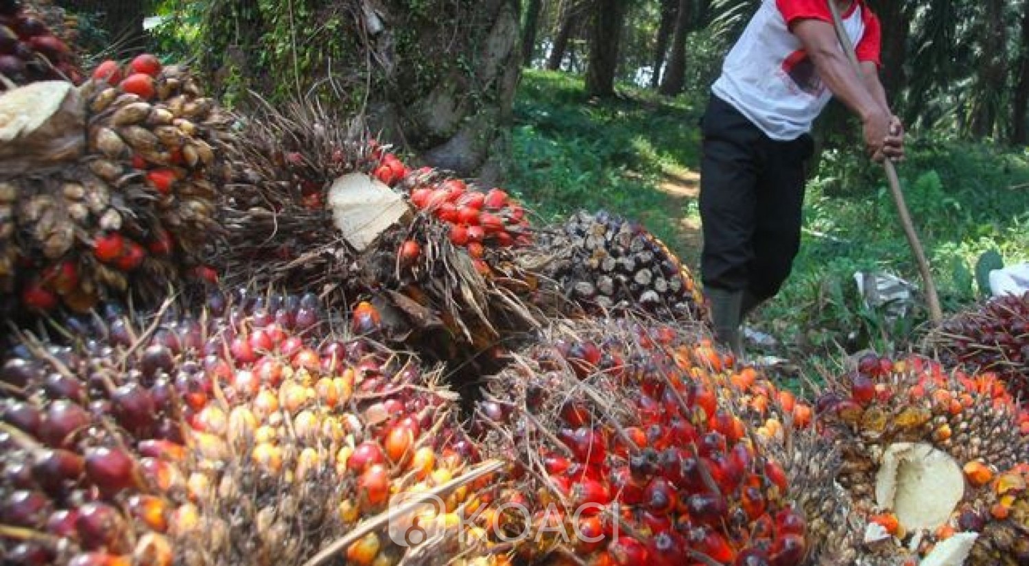 Forte hausse de 410% du résultat net de Palm Côte d’Ivoire au troisième trimestre 2021