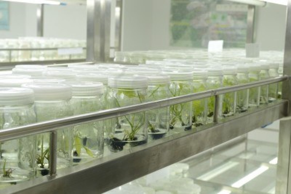 Biotechnologies : Des opportunités de productivité pour les petites exploitations familiales Biotechnologies : Des opportunités de productivité pour les petites exploitations familiales