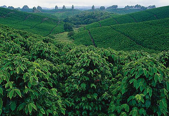 Plantation de caféiers
