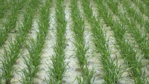 La CEDEAO et l’UEMOA veulent impulser « une révolution » dans la production de riz La CEDEAO et l’UEMOA veulent impulser « une révolution » dans la production de riz