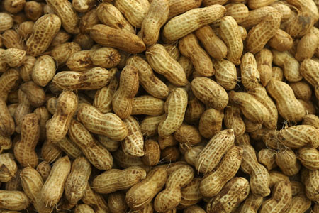 Arachides : une production nationale de 710.000 tonnes enregistrée en 2013