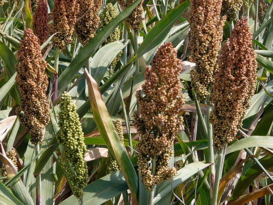 L’Afrique en proie à l’insécurité alimentaire alors que la production céréalière mondiale enregistre un niveau record L’Afrique en proie à l’insécurité alimentaire alors que la production céréalière mondiale enregistre un niveau record