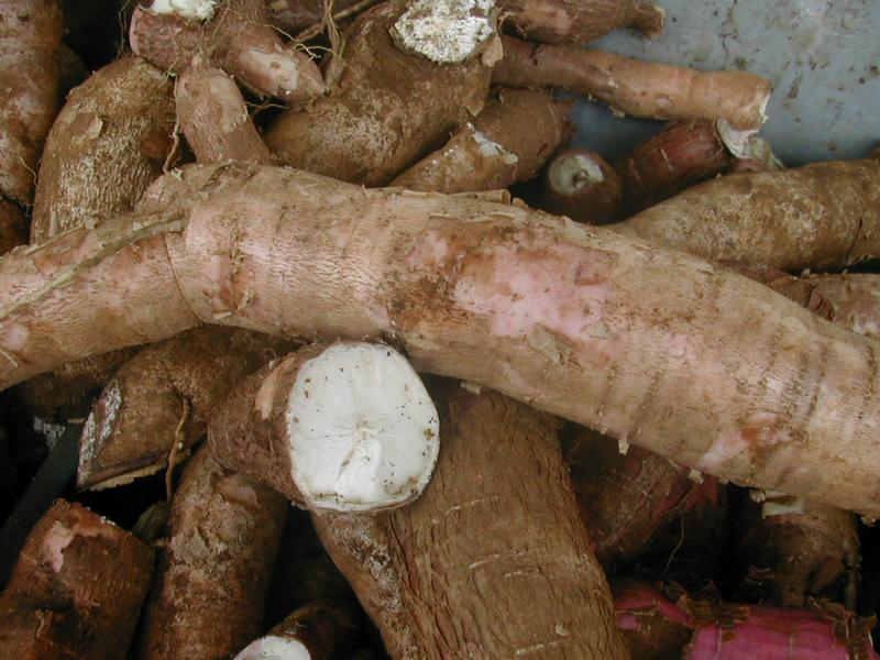Le manioc fait vivre 500 millions de personnes dans le monde Le manioc fait vivre 500 millions de personnes dans le monde