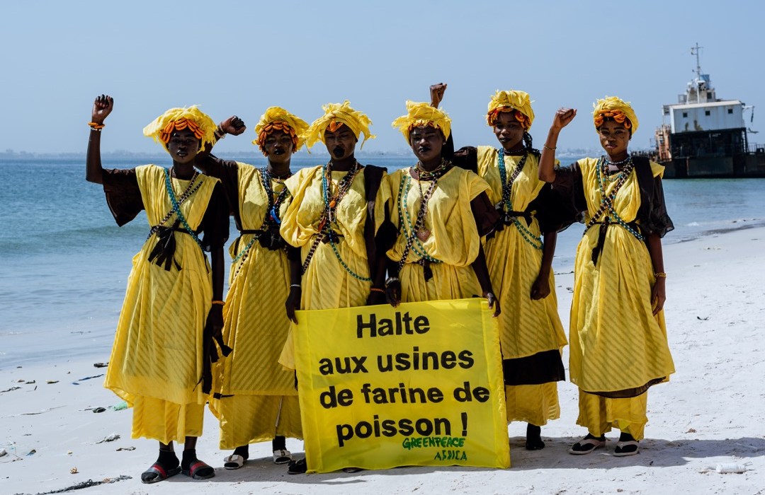 Impact de l’industrie de l’alimentation à base de poisson :  Greenpeace Afrique salue le rapport de la FAO sur les impacts socio-économiques et biologiques Impact de l’industrie de l’alimentation à base de poisson :  Greenpeace Afrique salue le rapport de la FAO sur les impacts socio-économiques et biologiques