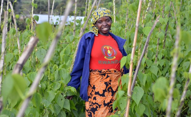 Afrique: L'agriculture en Afrique, l'heure de mettre fin à certains préjugés