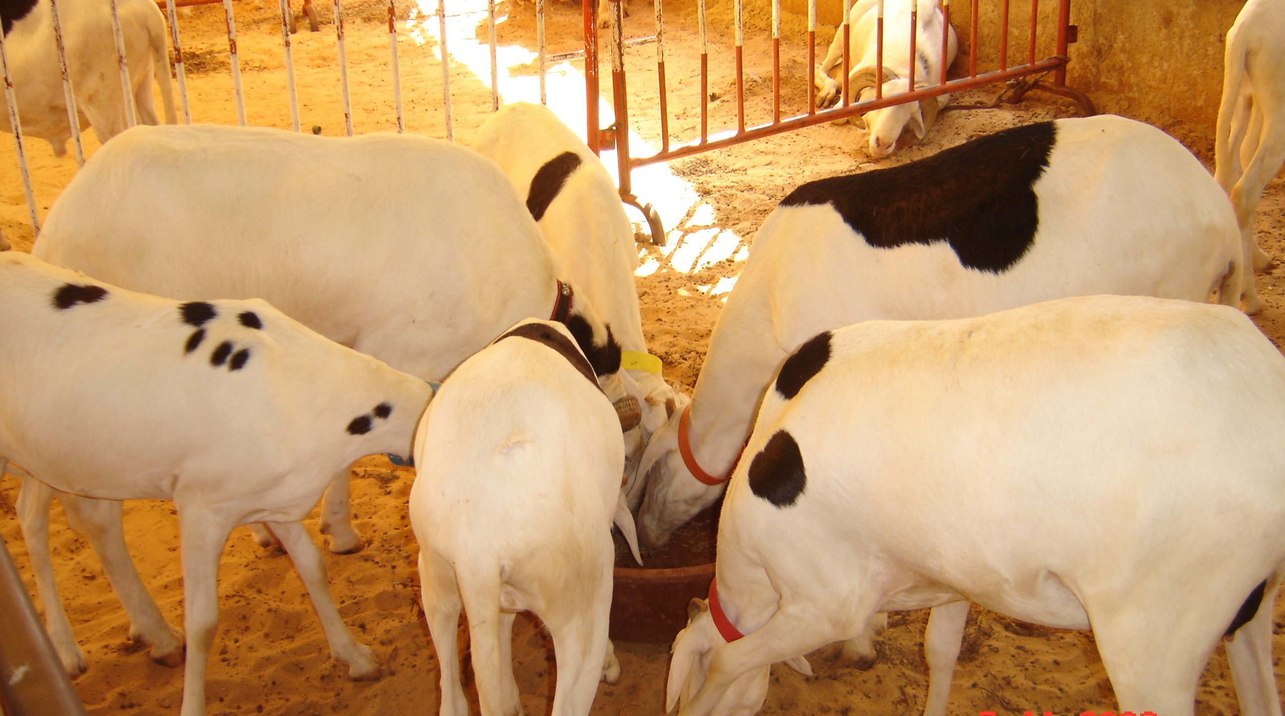 Le Crédit Mutuel du Sénégal veut faciliter l’accès au crédit pour les éleveurs Le Crédit Mutuel du Sénégal veut faciliter l’accès au crédit pour les éleveurs