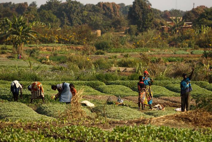 Productions agricoles efficaces et en garantissant le respect de l’environnement :  Un rapport mondial explique la capacité transformatrice de l'agroécologie au Kenya, en Ouganda et au Sénégal