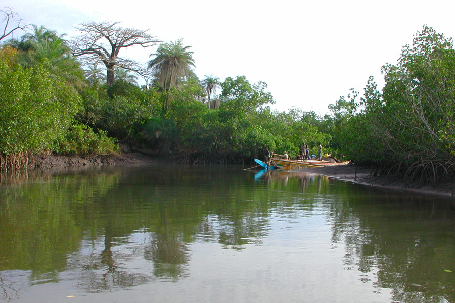 Casamance : la relance de la riziculture de mangrove est un grand défi Casamance : la relance de la riziculture de mangrove est un grand défi