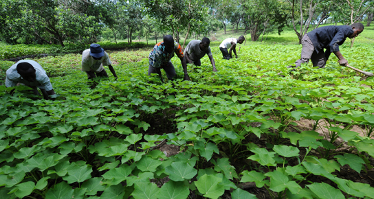 Sénégal: Les ravages de l'agrobusiness et des agrocarburants Sénégal: Les ravages de l'agrobusiness et des agrocarburants