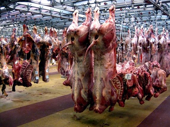 Chaine d’abattage de viande ultra moderne