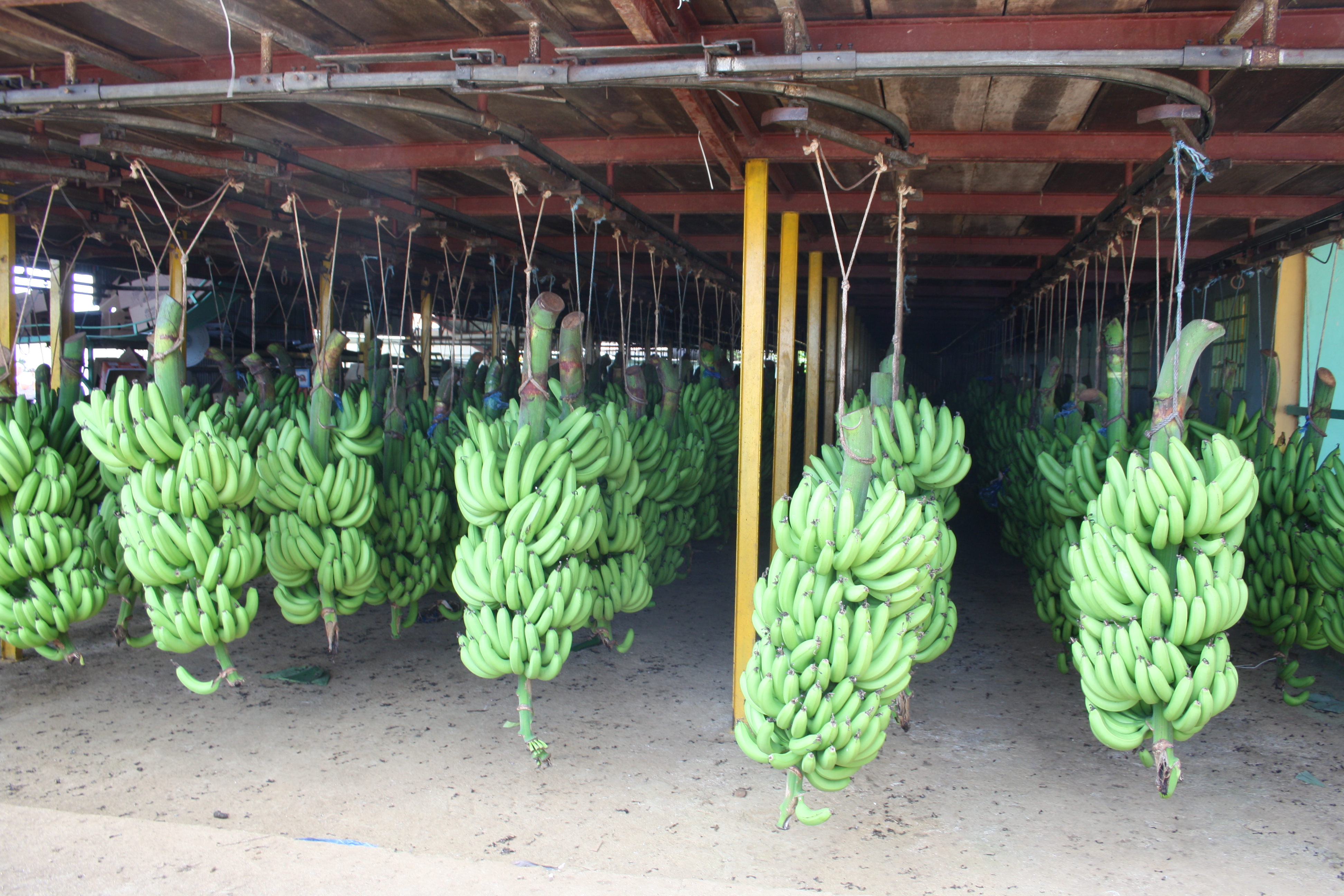 Afrique: La FAO presse les pays d'intensifier la lutte contre une maladie qui ravage les bananeraies
