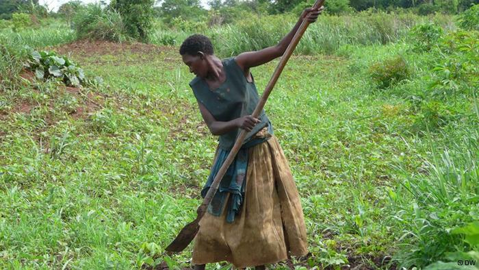 Développement rural : un spécialiste préconise le système des exploitations agricole