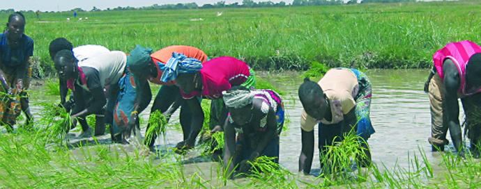 Un universitaire sénégalais indique la voie du développement agricole