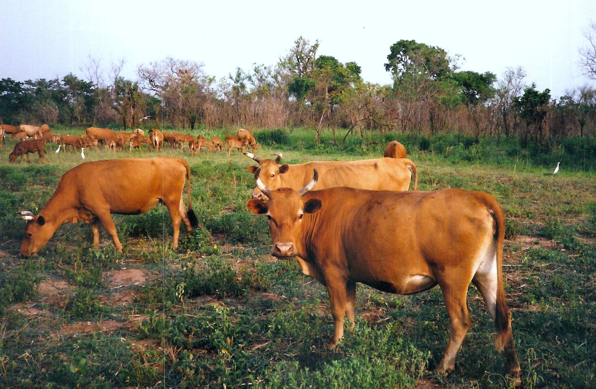 Fonds national de développement agro-sylvo-pastoral: L’Uemoa et la Turquie disposées à apporter leur concours