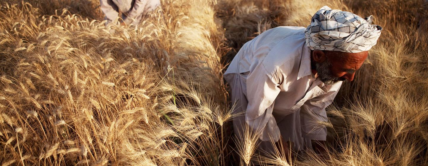 ©FAO/Danfung Dennis Le blé, aliment de base en Afghanistan, joue un rôle essentiel dans le maintien de la sécurité alimentaire et nutritionnelle.