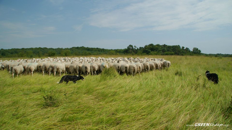 Agriculture : Une nouvelle méthodologie réoriente les fonds alloués au changement climatique vers la restauration des pâturages