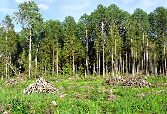 La FAO pour la promotion et la conservation et la gestion durable des ressources génétiques forestières.