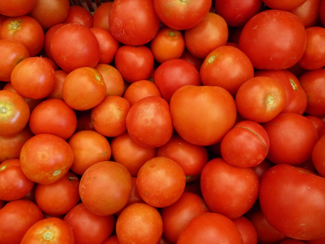 Faute de commercialisation : La tomate locale pourrit dans les champs