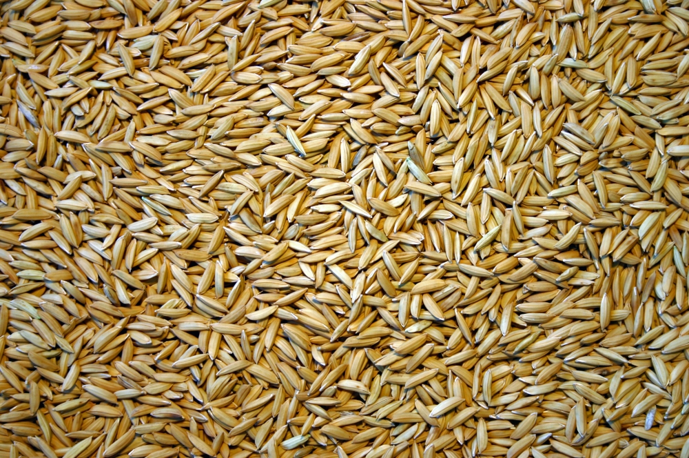 Semence Riz Programme d’urgence Japon/Africa Rice : 40 tonnes de semences de riz à ...
