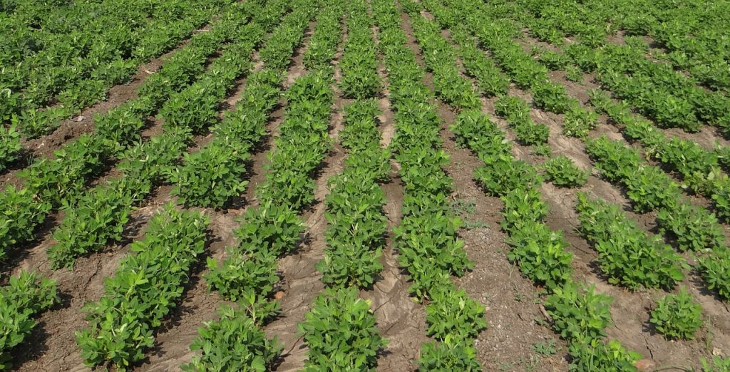 Sénégal : L’activité économique est attendue en hausse de 4,8% en 2022