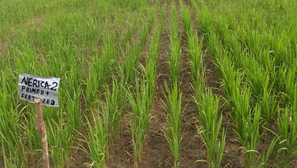 Impact sur le développement - Le projet de la BAD du Nouveau riz pour l'Afrique primé par le Trésor américain
