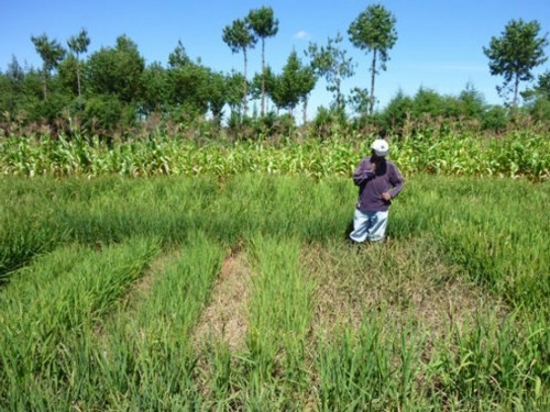 DEVELOPPEMENT DE L’AGRICULTURE SENEGALAISE : Les PTF appuient sur l’accélérateur