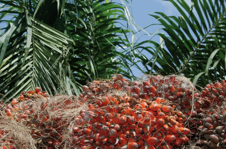 Afrique: L'huile de palme - Enjeux mondiaux pour une denrée alimentaire