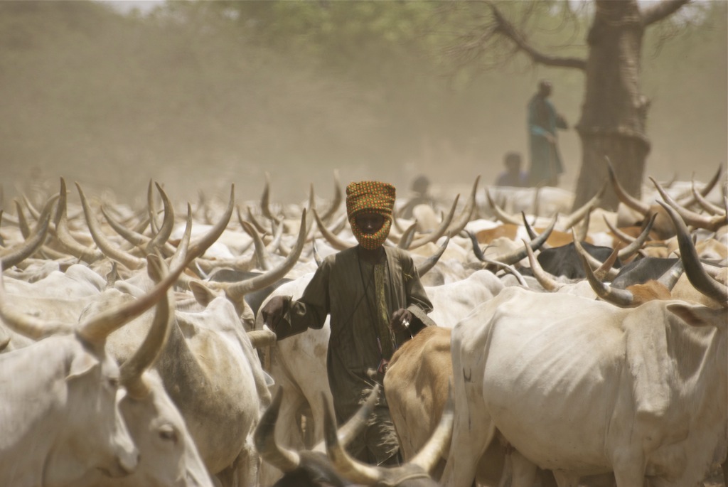 SENEGAL: Un milliard FCFA à la disposition des éleveurs pour sauver le bétail