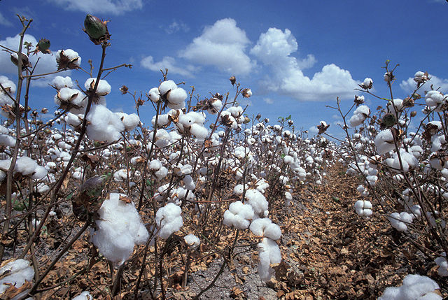 Produits du coton : Une progression de 31,8% des exportations de l’Uemoa notée en 2021
