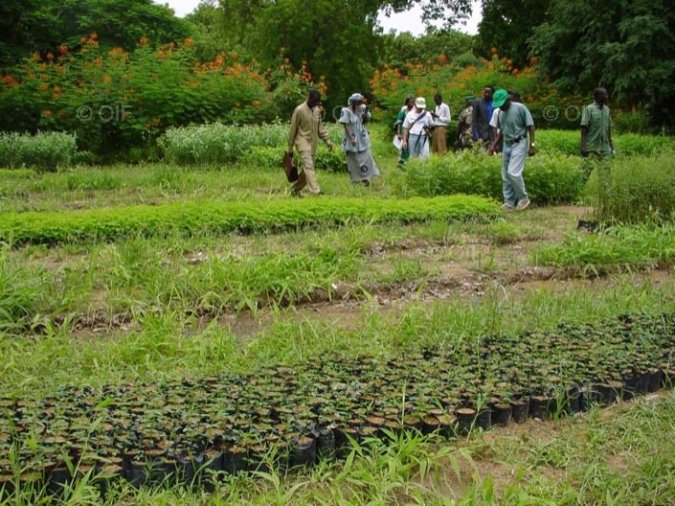 Bignona : des producteurs d'arachide réclament à la SUNEOR 1,6 milliard de francs Bignona : des producteurs d'arachide réclament à la SUNEOR 1,6 milliard de francs