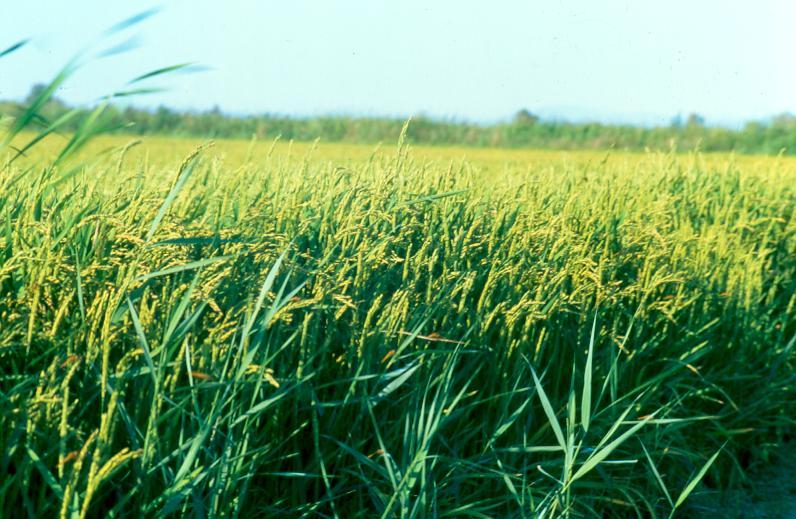 L’Afrique de l’Ouest tire la production rizicole africaine vers des records