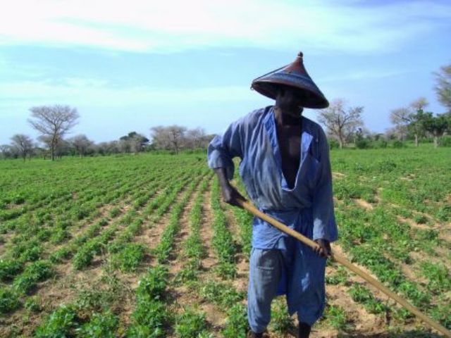Bignona: vers la création de Domaines agricoles communautaires pour fixer les jeunes