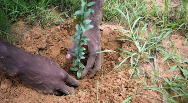 Lutte contre la désertification: le Sénégal a besoin de 523 milliards de francs CFA