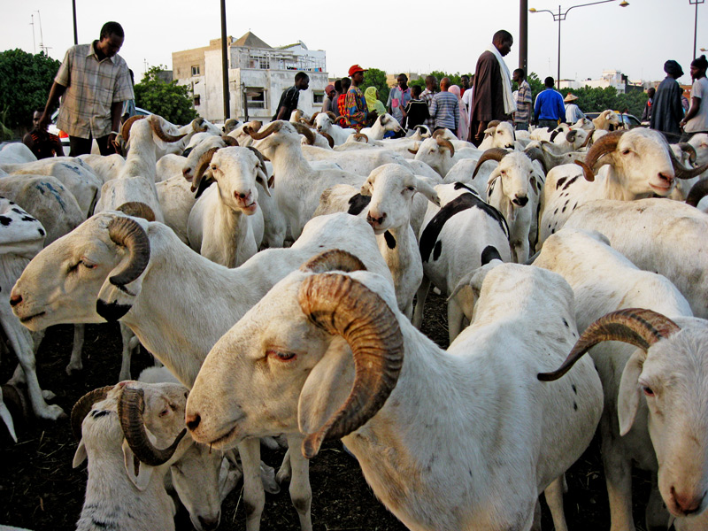 188.000 moutons entrés par le poste de Kidira depuis le 10 août
