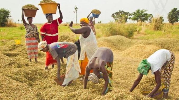 Développement de l’agriculture : Au Sénégal, les agropoles offrent une place de choix aux femmes